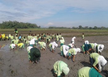 MIM Bulak Gondangrejo Ajarkan Siswa-siswinya Menanam Padi