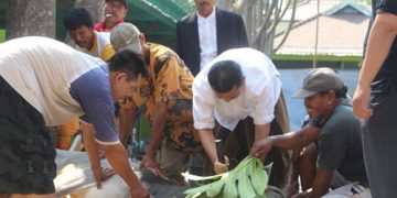 Kemenag qurbankan satu sapi di Masjid Agung