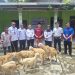 Penyerahan Bantuan Kambing untuk Kelompok Ternak Nderbolo, Tingkatkan Kesejahteraan Masyarakat